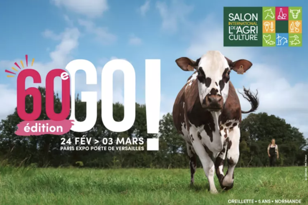 Salon International de l'Agriculture, vache Normande 5 ans