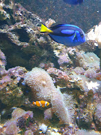 photo de SEA LIFE Val d'Europe